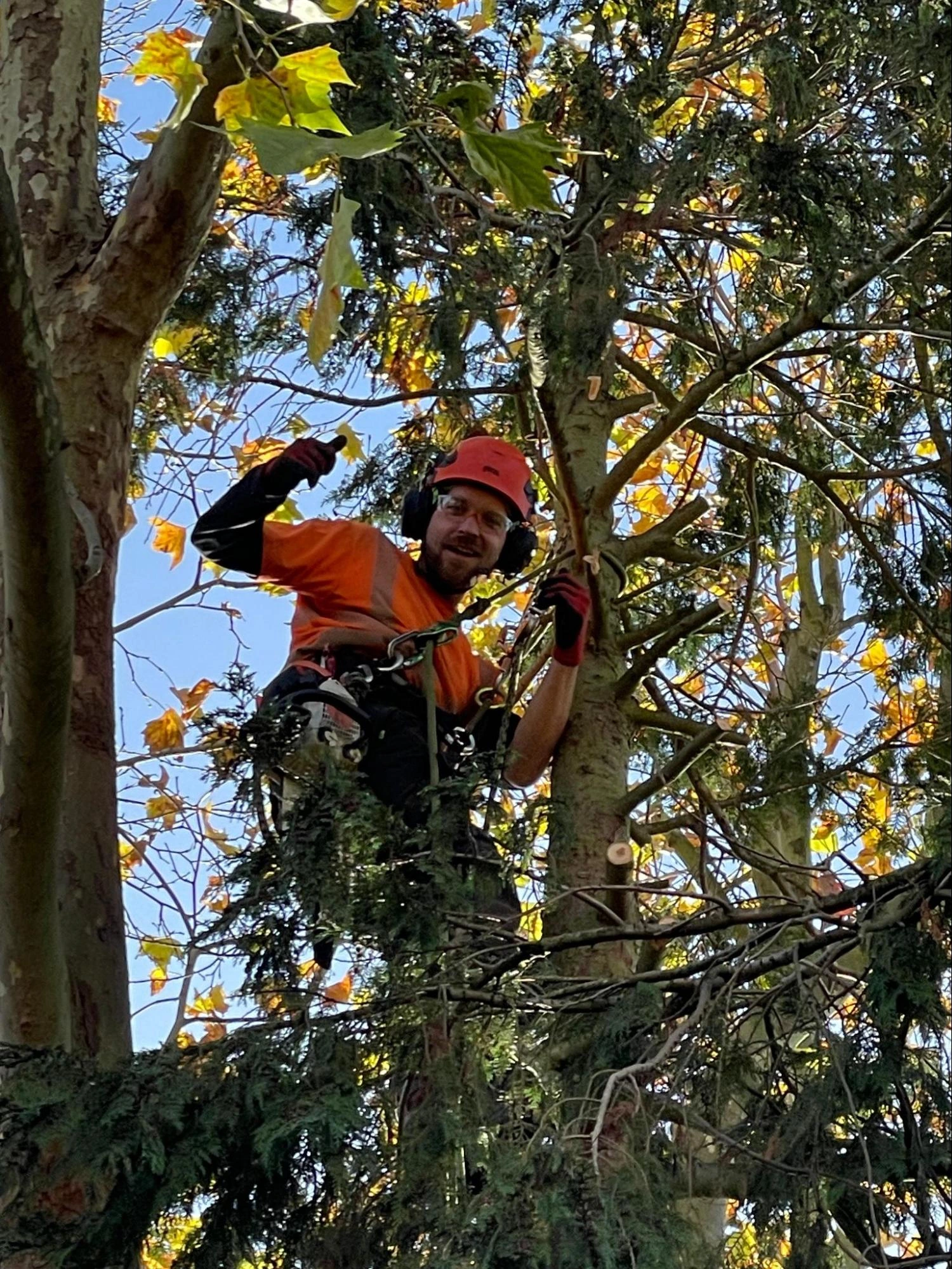 Northfleet Tree Care Experts